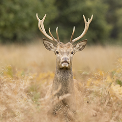 YourJustDeer