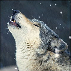 IceWolf482