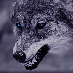 Wilkczou_YT