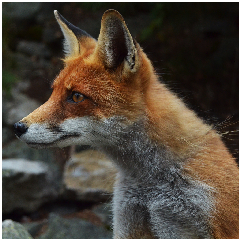 Foxzilla_X