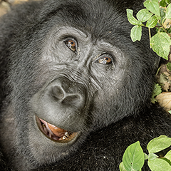 Gorilla_Mangoes